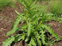Rorippe marais (Rorippa palustris)_18