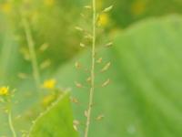 Rorippe marais (Rorippa palustris)_19
