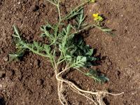 Rorippe sylvestre (Rorippa sylvestris)_1