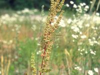 Patience crépue (Rumex crispus)_7