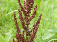 Patience crépue (Rumex crispus)_9