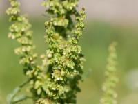 Patience crépue (Rumex crispus)_12