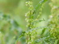Patience crépue (Rumex crispus)_13