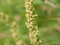 Patience crépue (Rumex crispus)_14