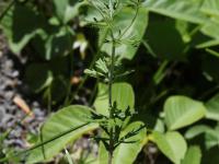 Potentille dressée (Potentilla recta)_13