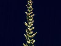 Sétaire verticillée (Setaria verticillata)_2