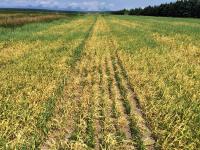 Orge - glyphosate (9)_2