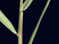 Agrostide blanche(Agrostis gigantea)_5