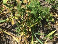 Orge - glyphosate (9)_3
