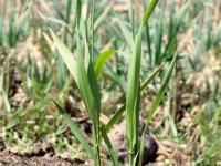 Alpiste roseau(Phalaris arundinacea)_2