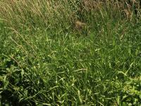 Alpiste roseau(Phalaris arundinacea)_11