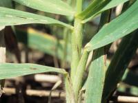 Brome inerme(Bromus inermis)_2