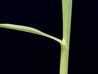 Brome inerme(Bromus inermis)_4