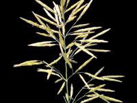 Brome inerme(Bromus inermis)_7