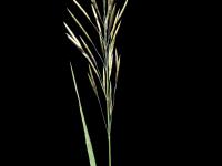 Brome inerme(Bromus inermis)_10