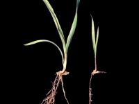 Brome inerme(Bromus inermis)_12
