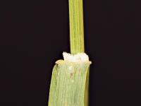 Brome inerme(Bromus inermis)_16