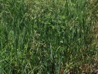 Brome inerme(Bromus inermis)_17