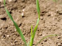 Dactyle pelotonné(Dactylis glomerata)_1