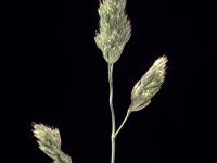 Dactyle pelotonné(Dactylis glomerata)_7