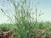 Dactyle pelotonné(Dactylis glomerata)_11