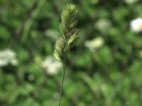 Dactyle pelotonné(Dactylis glomerata)_16