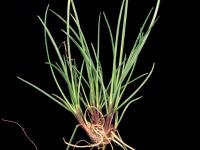 Fétuque rouge (Festuca rubra)_3