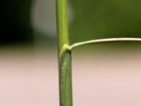 Fétuque rouge (Festuca rubra)_5