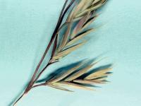 Fétuque rouge (Festuca rubra)_9