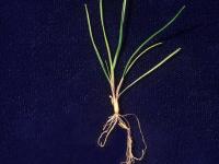 Fétuque rouge (Festuca rubra)_10