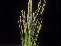 Fétuque rouge (Festuca rubra)_12