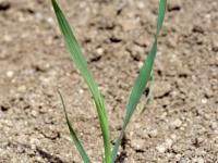 Fléole des prés (Phleum pratense)_1