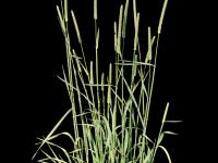 Fléole des prés (Phleum pratense)_6