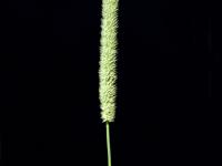 Fléole des prés (Phleum pratense)_7