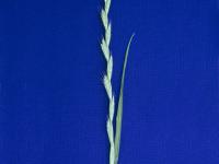 Ivraie multiflore (Lolium multiflorum)_1