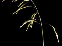 Léersie faux-riz (Leersia oryzoides)_4