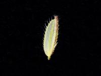 Léersie faux-riz (Leersia oryzoides)_5