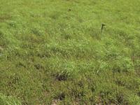 Léersie faux-riz (Leersia oryzoides)_7