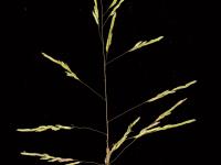 Léersie faux-riz (Leersia oryzoides)_15