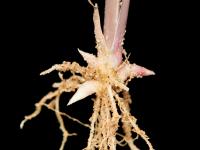 Muhlenbergie feuillée (Muhlenbergia frondosa)_6