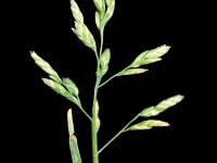 Pâturin annuel (Poa annua)_5