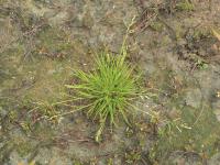 Pâturin annuel (Poa annua)_7