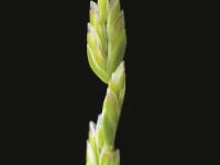 Pâturin annuel (Poa annua)_8