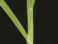 Pâturin annuel (Poa annua)_9
