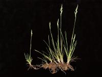 Pâturin prés (Poa pratensis)_7
