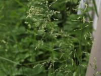 Pâturin prés (Poa pratensis)_15