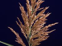 Roseau commun (Phragmites australis)_2