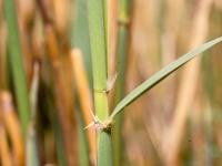 Roseau commun (Phragmites australis)_7