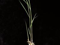Roseau commun (Phragmites australis)_12