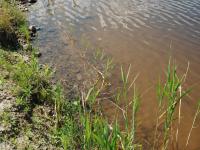 Roseau commun (Phragmites australis)_15